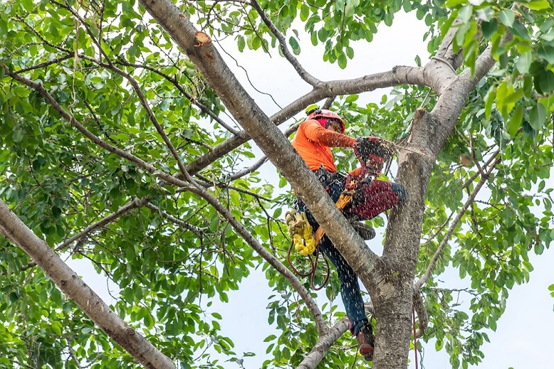 Expert tree pruning services in St Ives Chase, Sydney