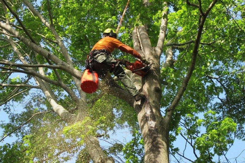 Expert tree removal services in St Ives Chase, Sydney