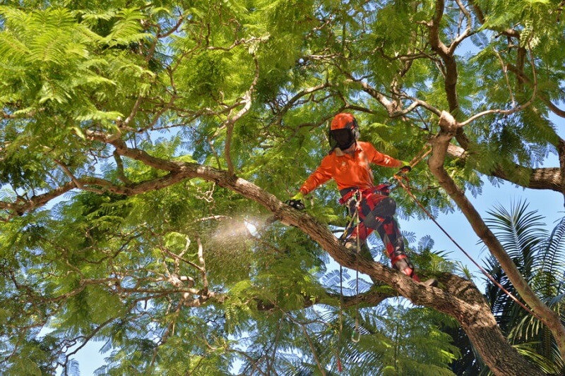 Professional tree services in St Ives Chase, Sydney